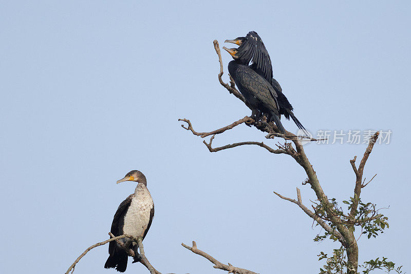 鸬鹚鸟:一群成年大鸬鹚(Phalacrocorax carbo)，又名黑毛、大黑鸬鹚、黑鸬鹚或大鸬鹚。